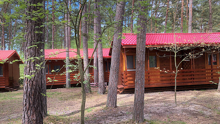 Zdjęcie domków turystycznych w sosonowym lesie